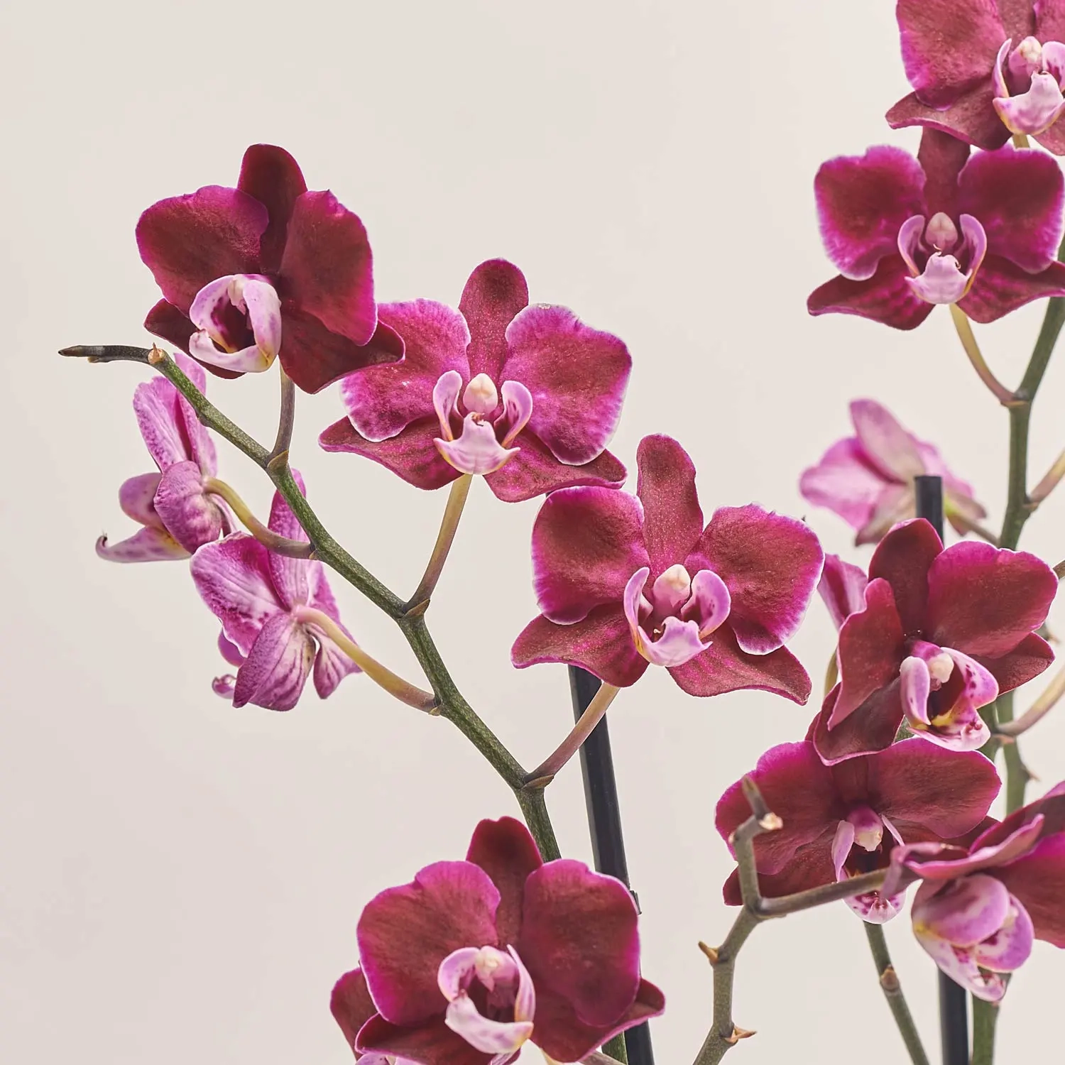 Фаленопсис мультифлора 2ст. мікс, артикул: 18367 Зображення товару Фаленопсис мультифлора 2ст. мікс, артикул: 18367