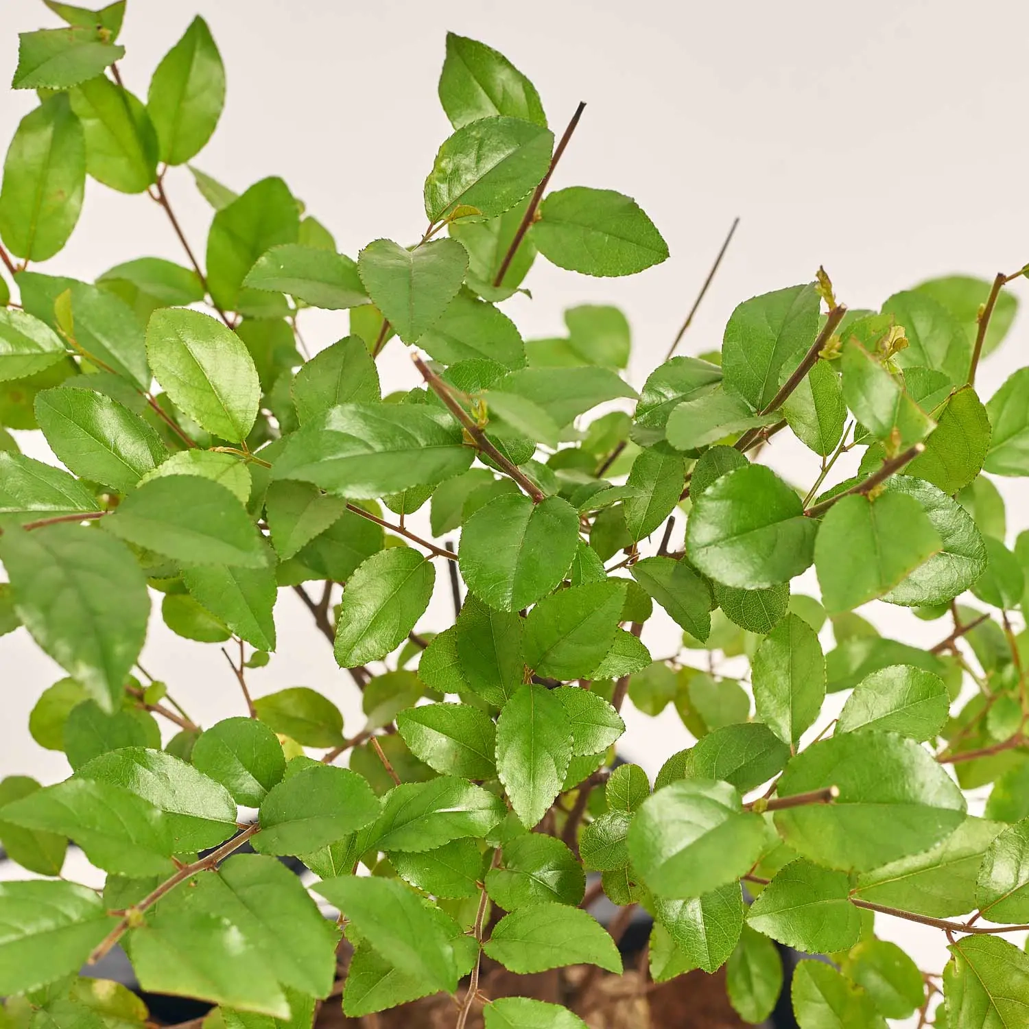 Зображення товару Бонсай мікс, артикул: 17945