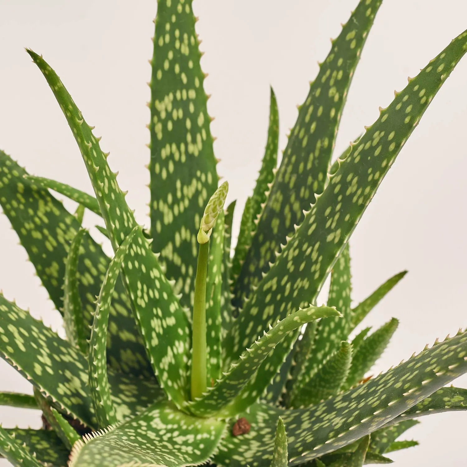 Зображення товару Алоє Вера, артикул: 53103