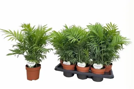 Хамедорея Елеганс, артикул: 54299 Зображення товару Хамедорея Елеганс, артикул: 54299