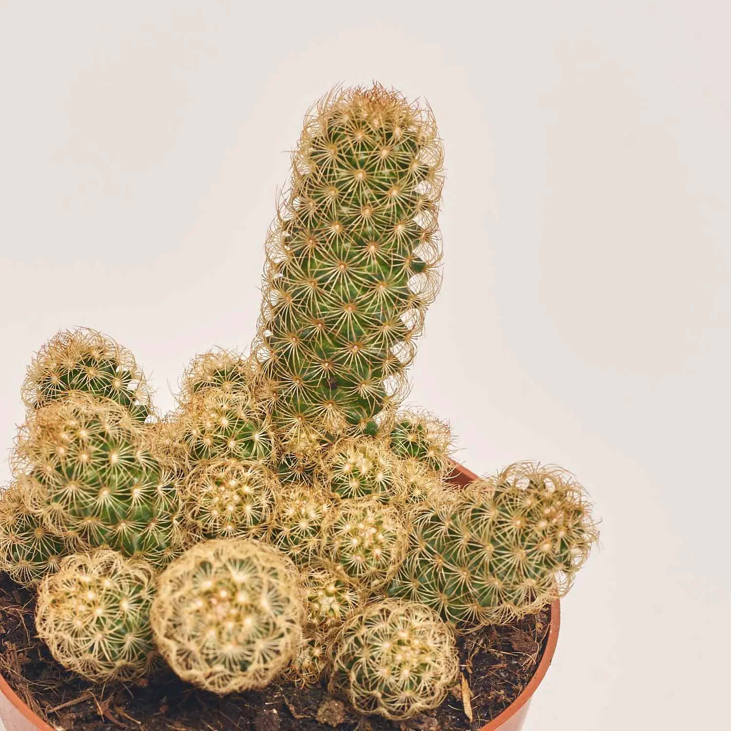 Зображення товару Кактус мікс, артикул: 25671