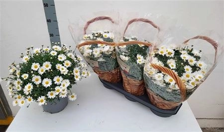 Зображення товару Аргірантемум Стелла, артикул: 37003