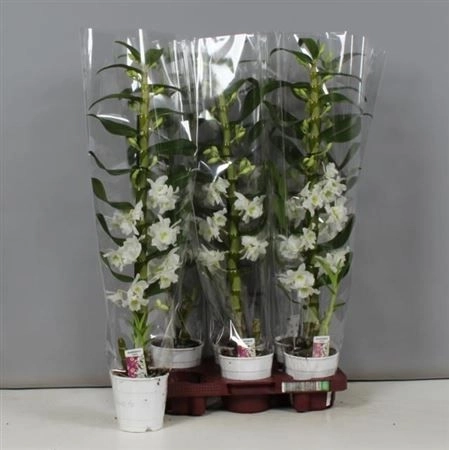 Зображення товару Дендробіум Аполлон 1ст., артикул: 22100