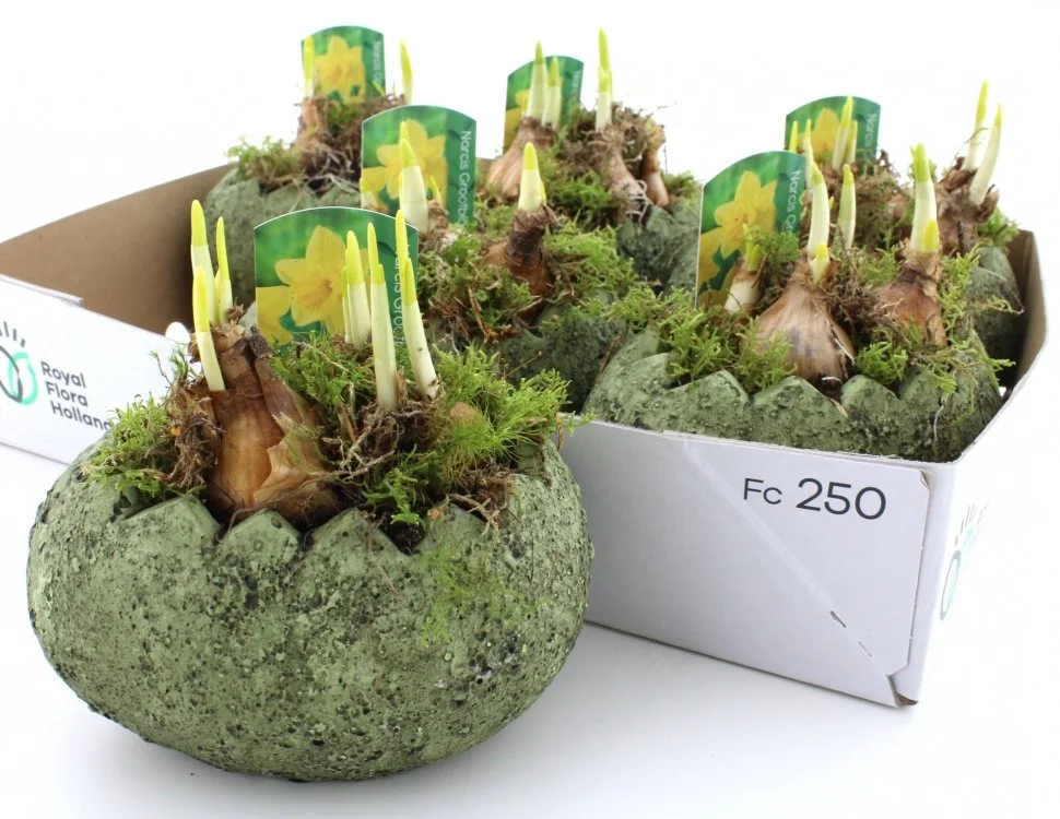 Нарцис Тет-а-Тет в кер., артикул: 56933 Зображення товару Нарцис Тет-а-Тет в кер., артикул: 56933