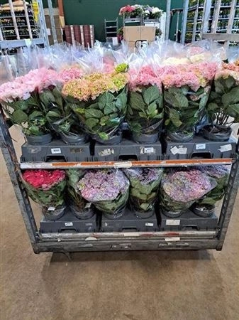 Зображення товару Гортензія мікс 5ст., артикул: 47002