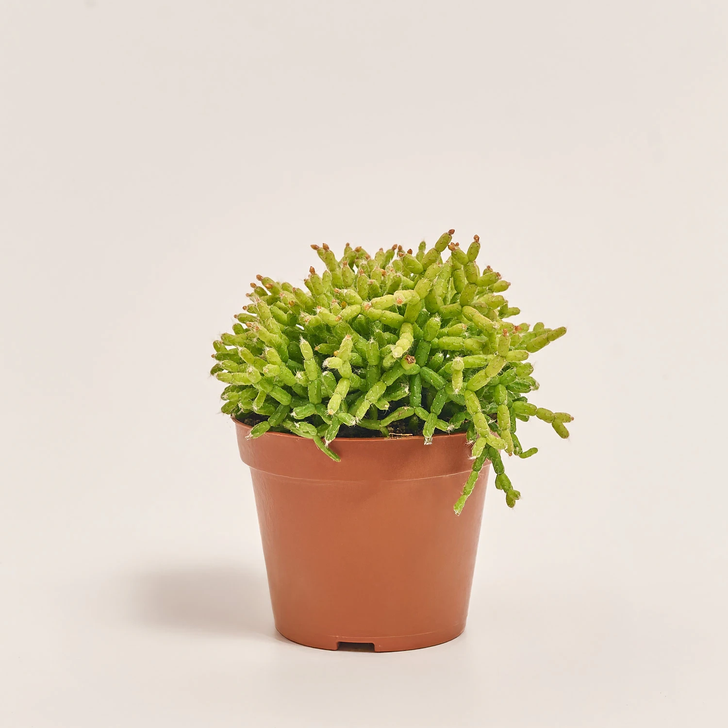 Зображення товару Рипсаліс Цереускула, артикул: 55309