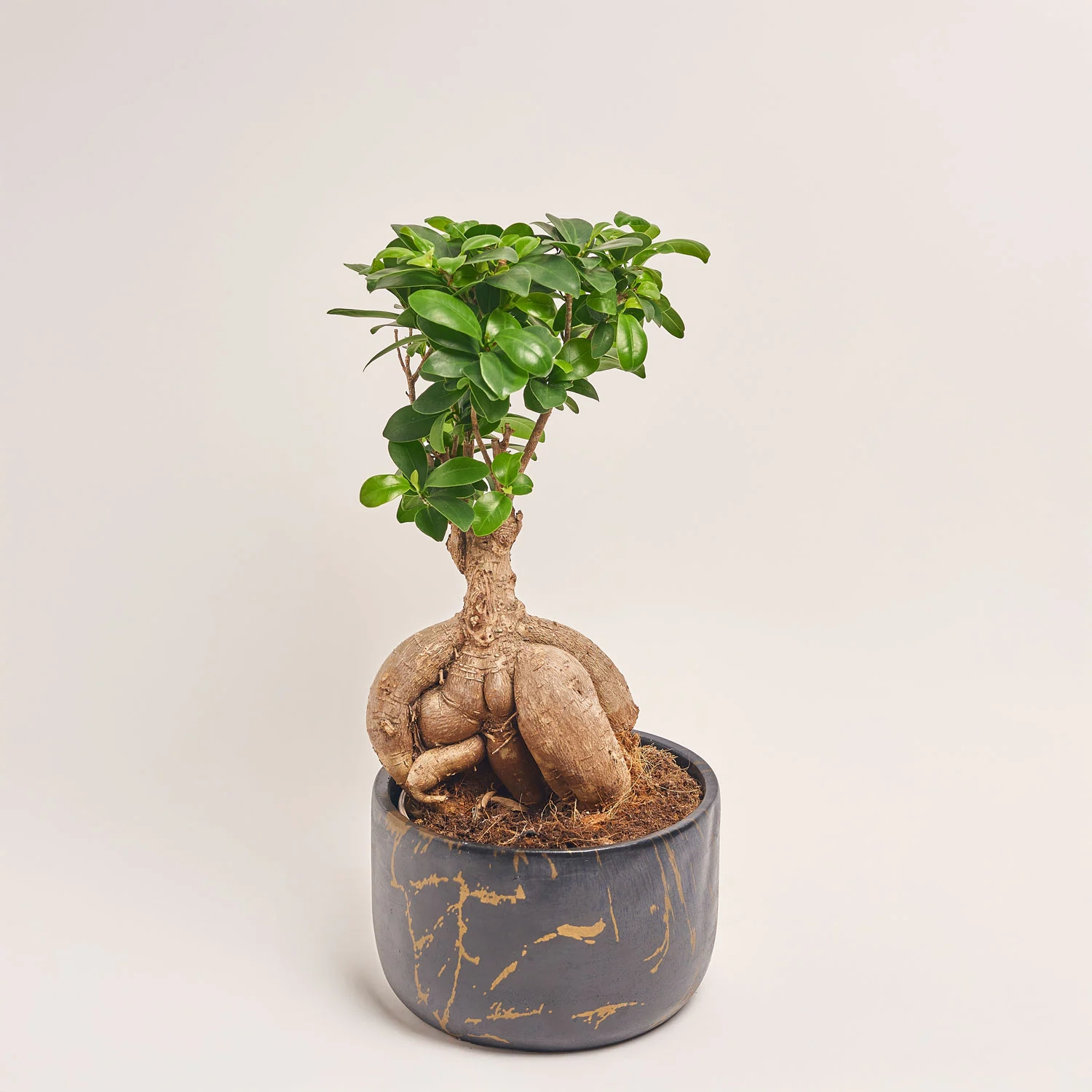 Зображення товару Фікус мікрокарпа Гінсенг в кер., артикул: 30603