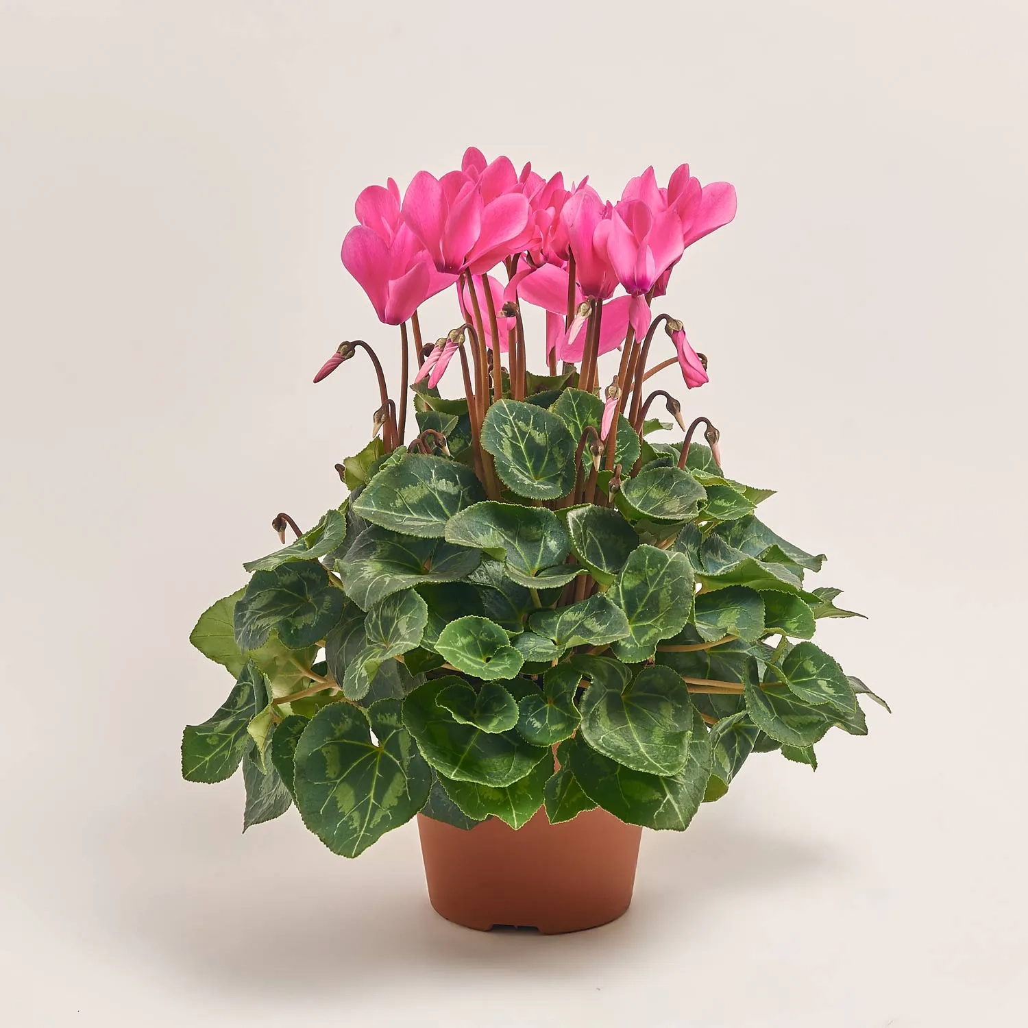 Зображення товару Цикламен XL рожевий, артикул: 53198