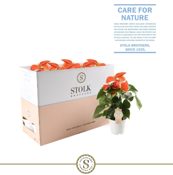 Зображення товару Антуріум Оранж Чемпіон, артикул: 57164