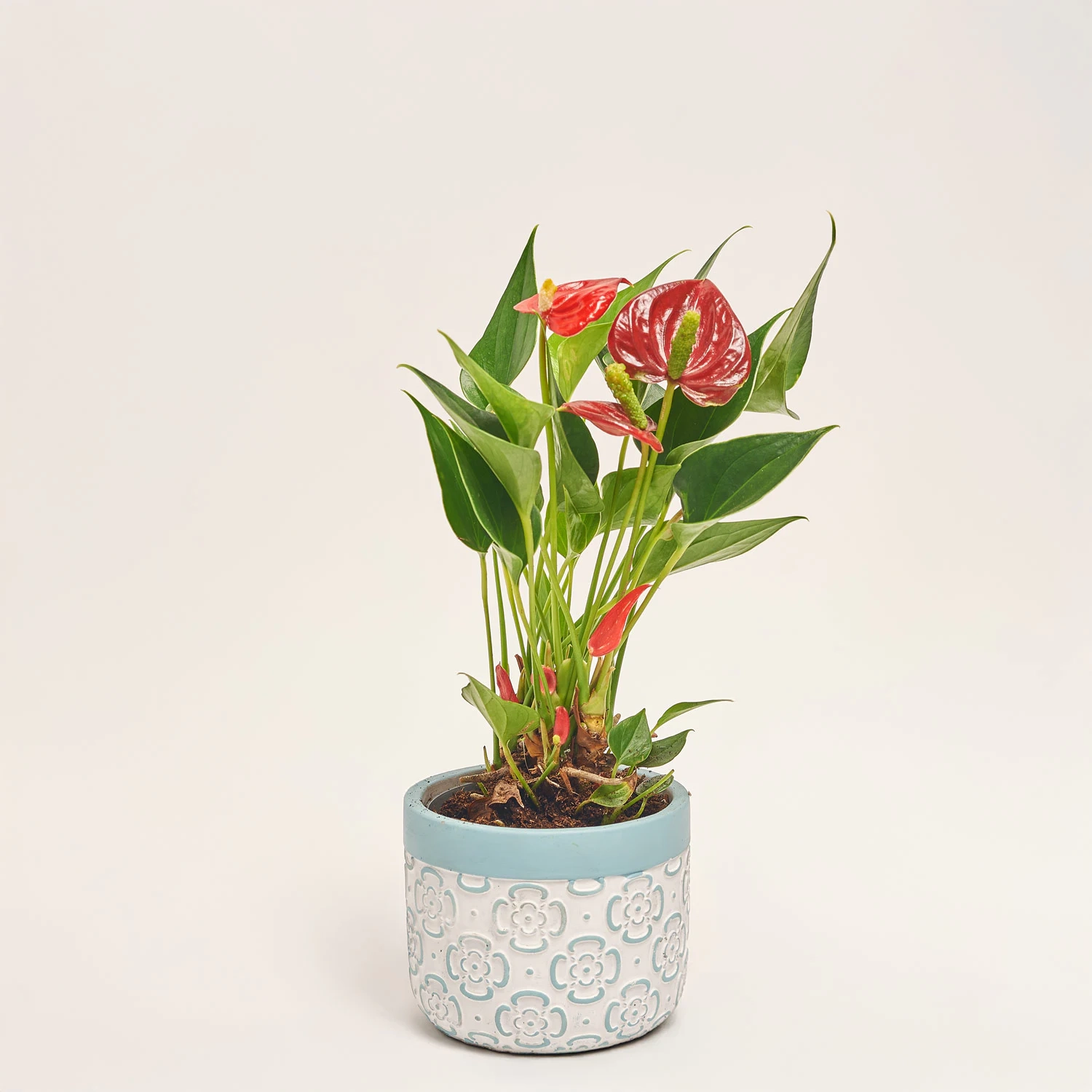 Зображення товару Антуріум мікс в кер., артикул: 51600