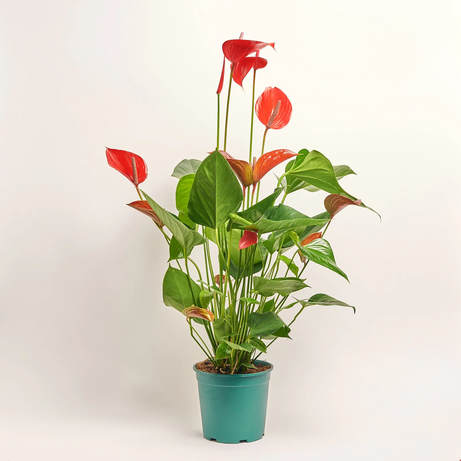 Зображення товару Антуріум Мелодія Ібіс, артикул: 56036