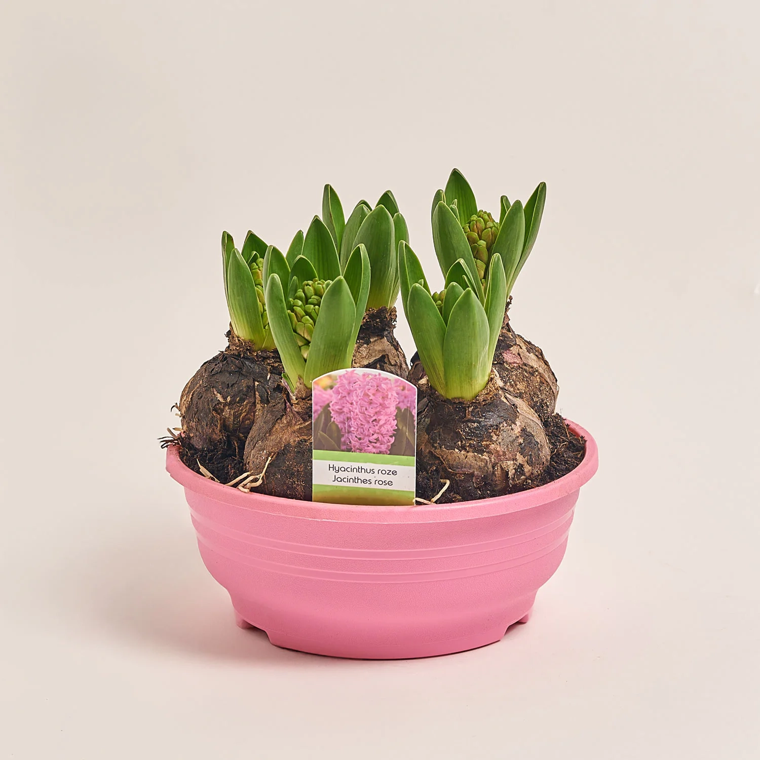 Зображення товару Гіацинт мікс, артикул: 53274