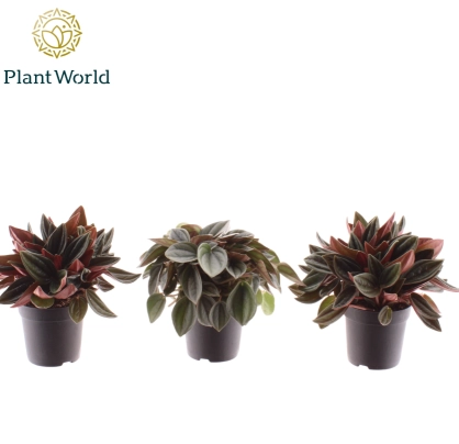 Пеперомія мікс, артикул: 53317 Зображення товару Пеперомія мікс, артикул: 53317