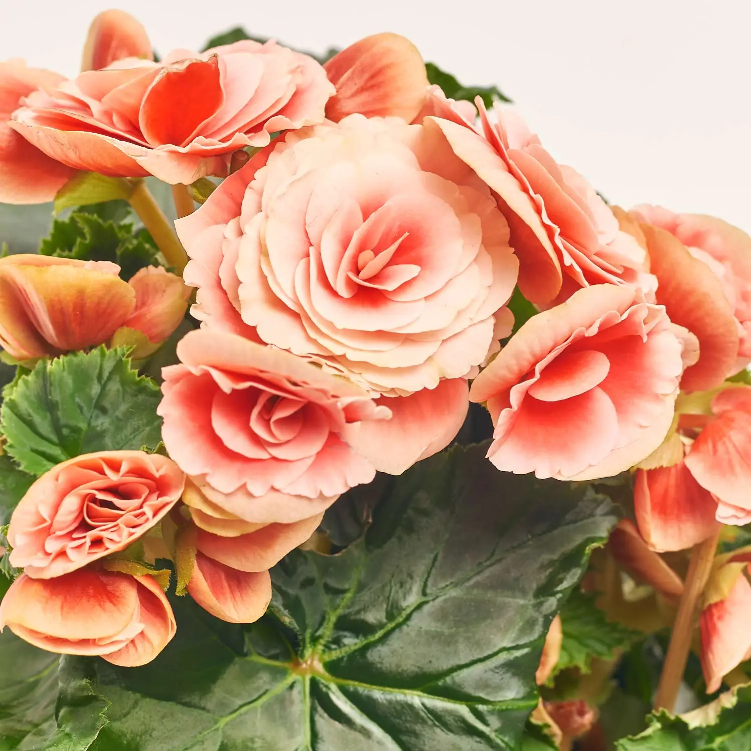 Зображення товару Бегонія мікс, артикул: 18662