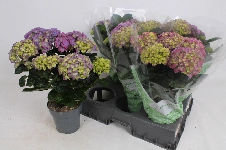 Зображення товару Гортензія блакитна 5ст., артикул: 57145