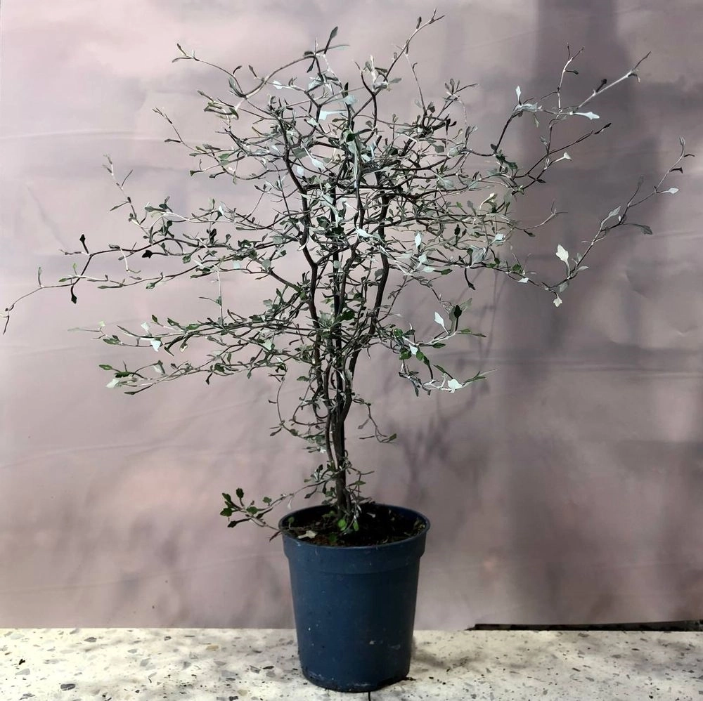 Зображення товару Корокія Котонестер, артикул: 18413