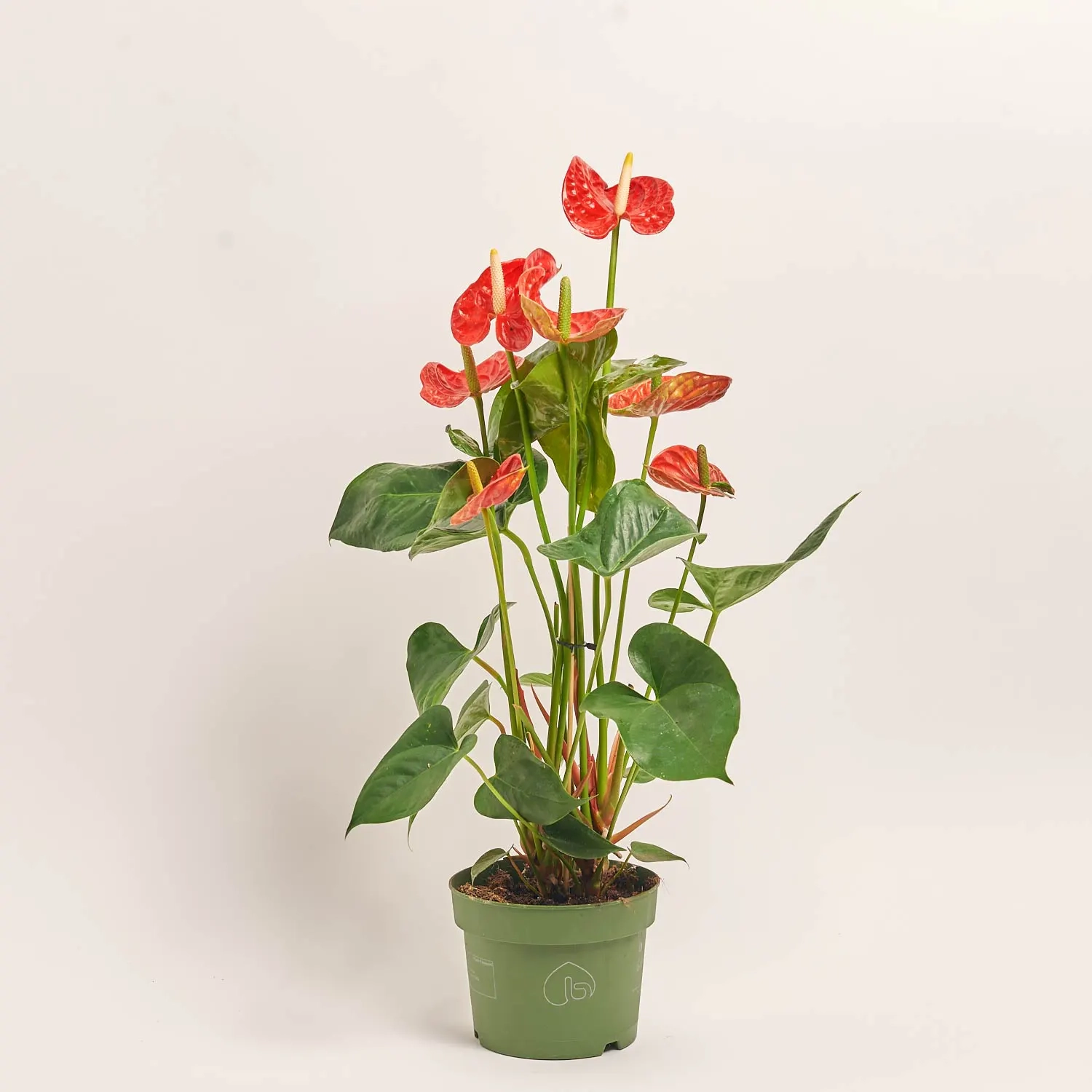 Антуріум Мадурал, артикул: 18129 Зображення товару Антуріум Мадурал, артикул: 18129