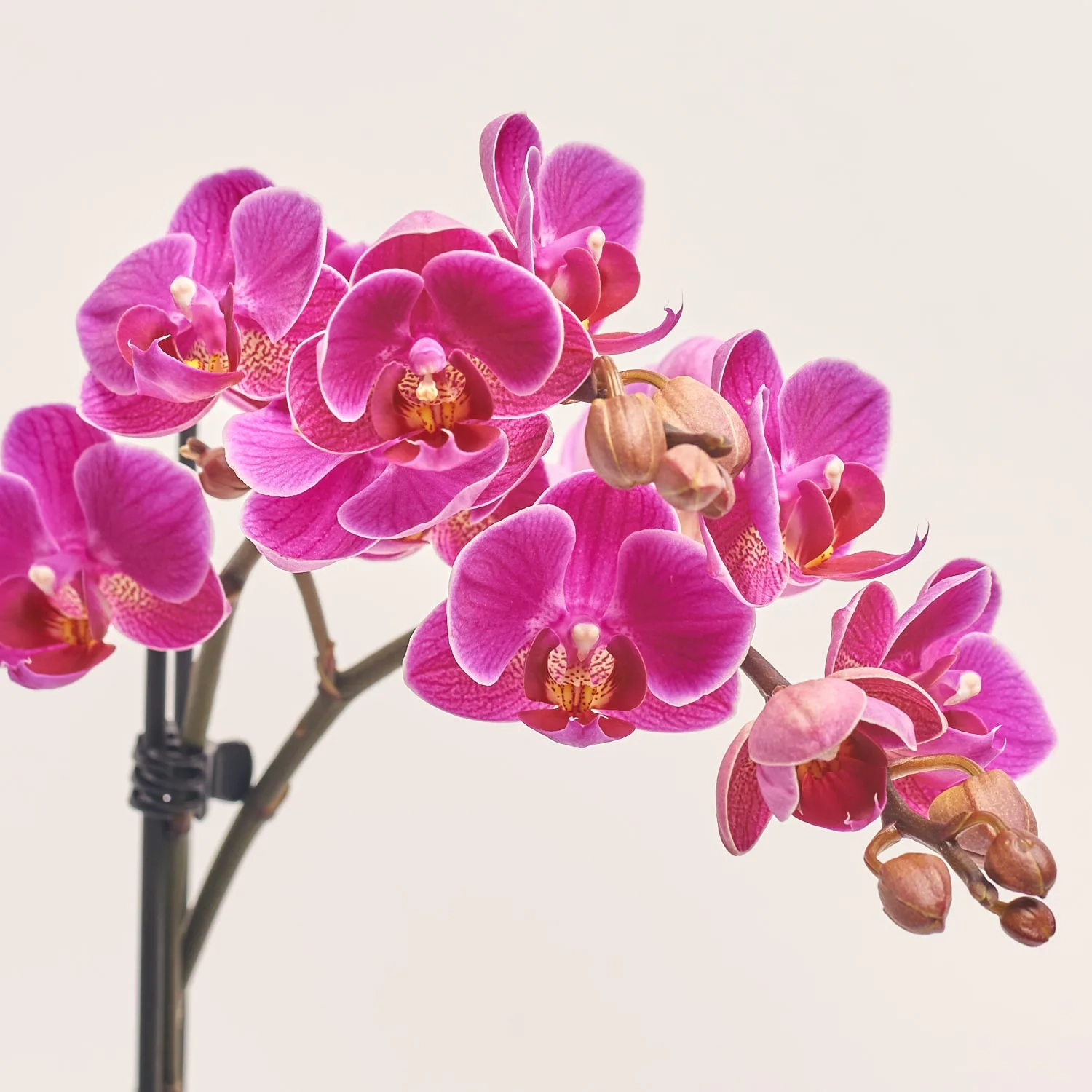 Зображення товару Фаленопсис Мф 2ст. в кер, артикул: 38133