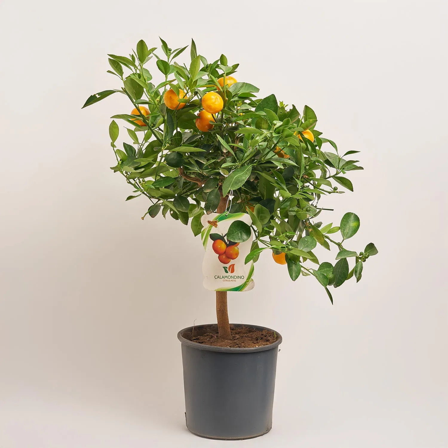 Зображення товару Цитрофортунелла мікрокарпа мандарин, артикул: 52846