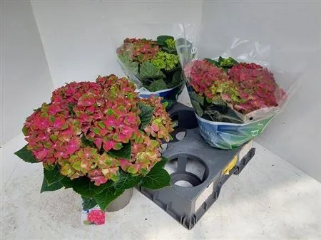 Зображення товару Гортензія червоно-зелена 7ст., артикул: 48307