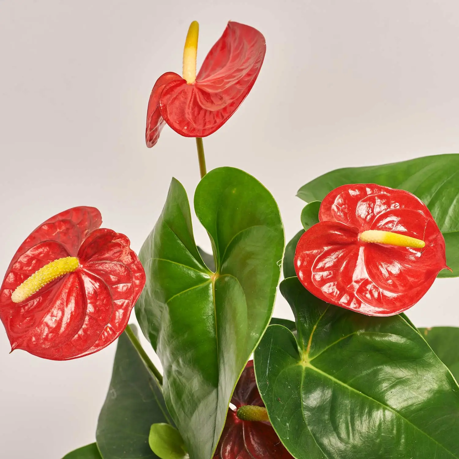 Зображення товару Антуріум Роял Чемпіон, артикул: 25850