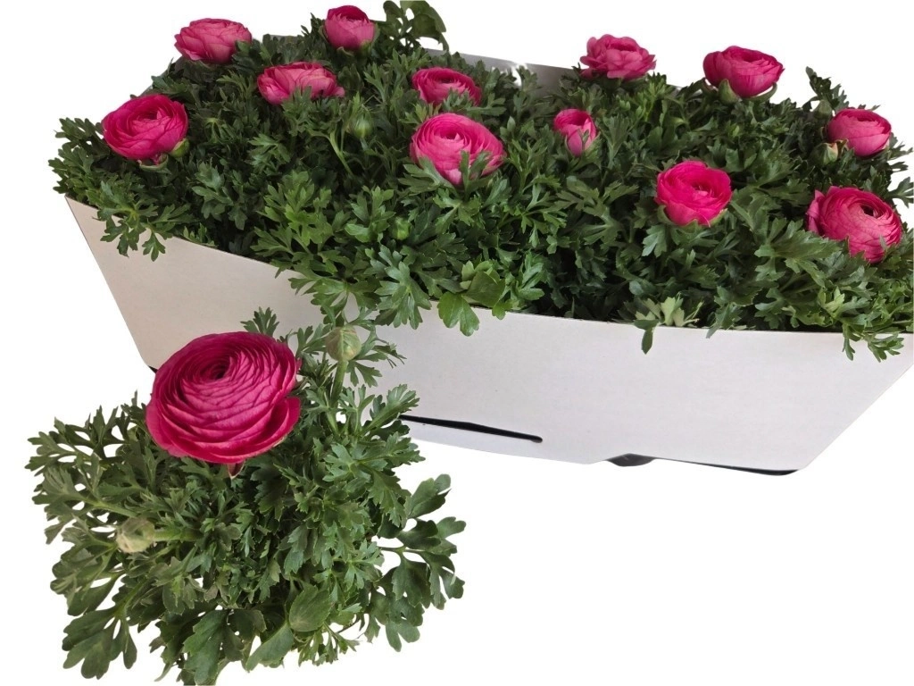 Ранункулус рожевий, артикул: 56413 Зображення товару Ранункулус рожевий, артикул: 56413