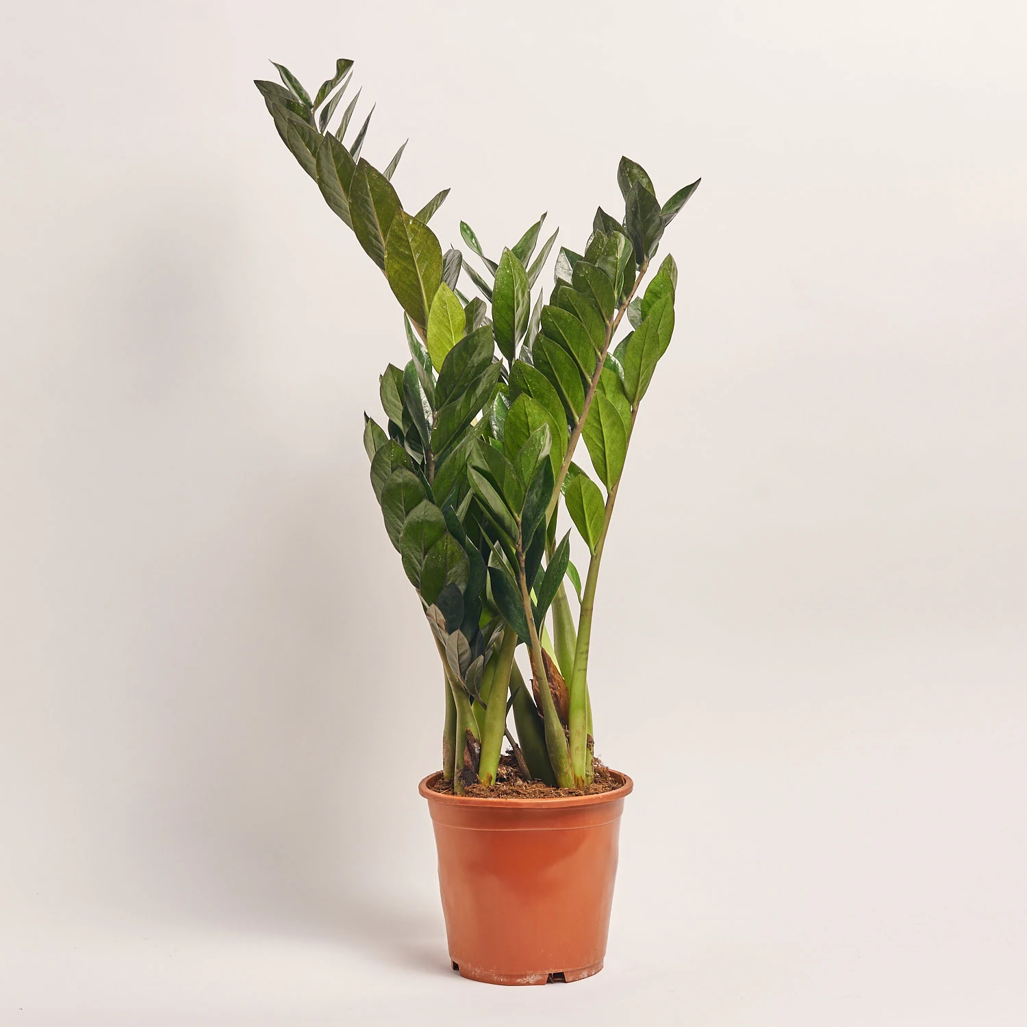 Зображення товару Заміокулькас Супер Нова 7ст., артикул: 55403