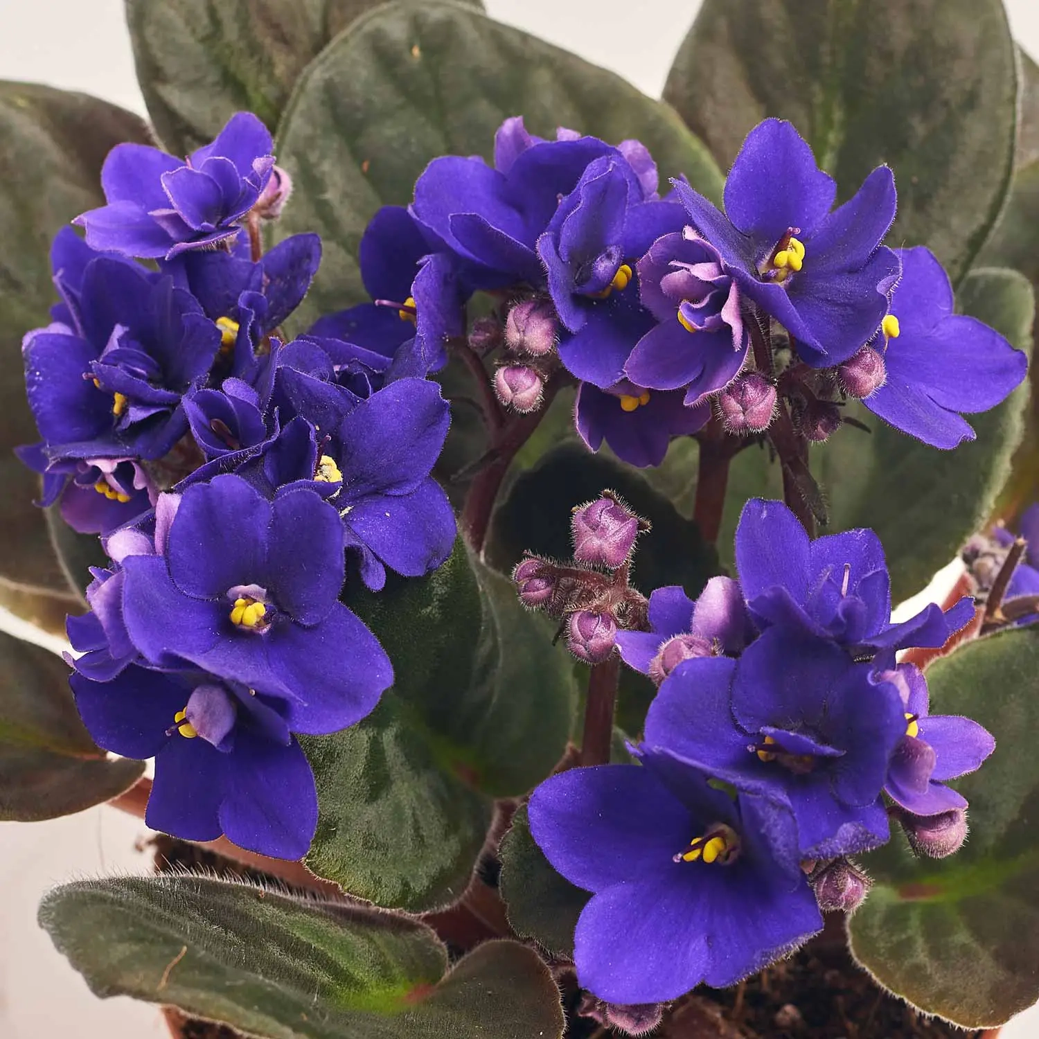 Зображення товару Сенполія мікс, артикул: 18381