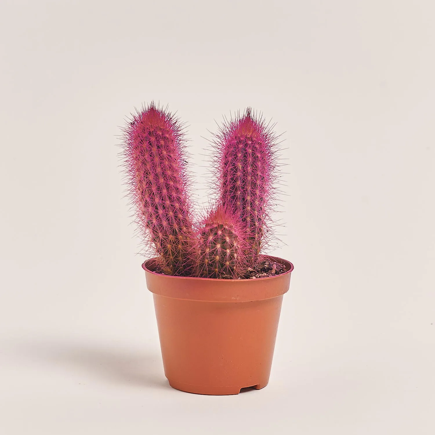 Зображення товару Кактус Рейнбов, артикул: 5912