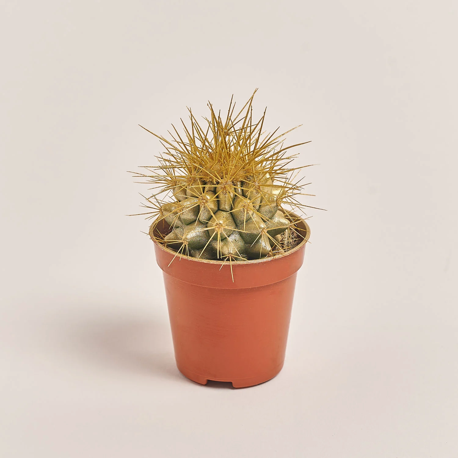 Зображення товару Ехінокактус Рейнбов новорічний мікс, артикул: 53322