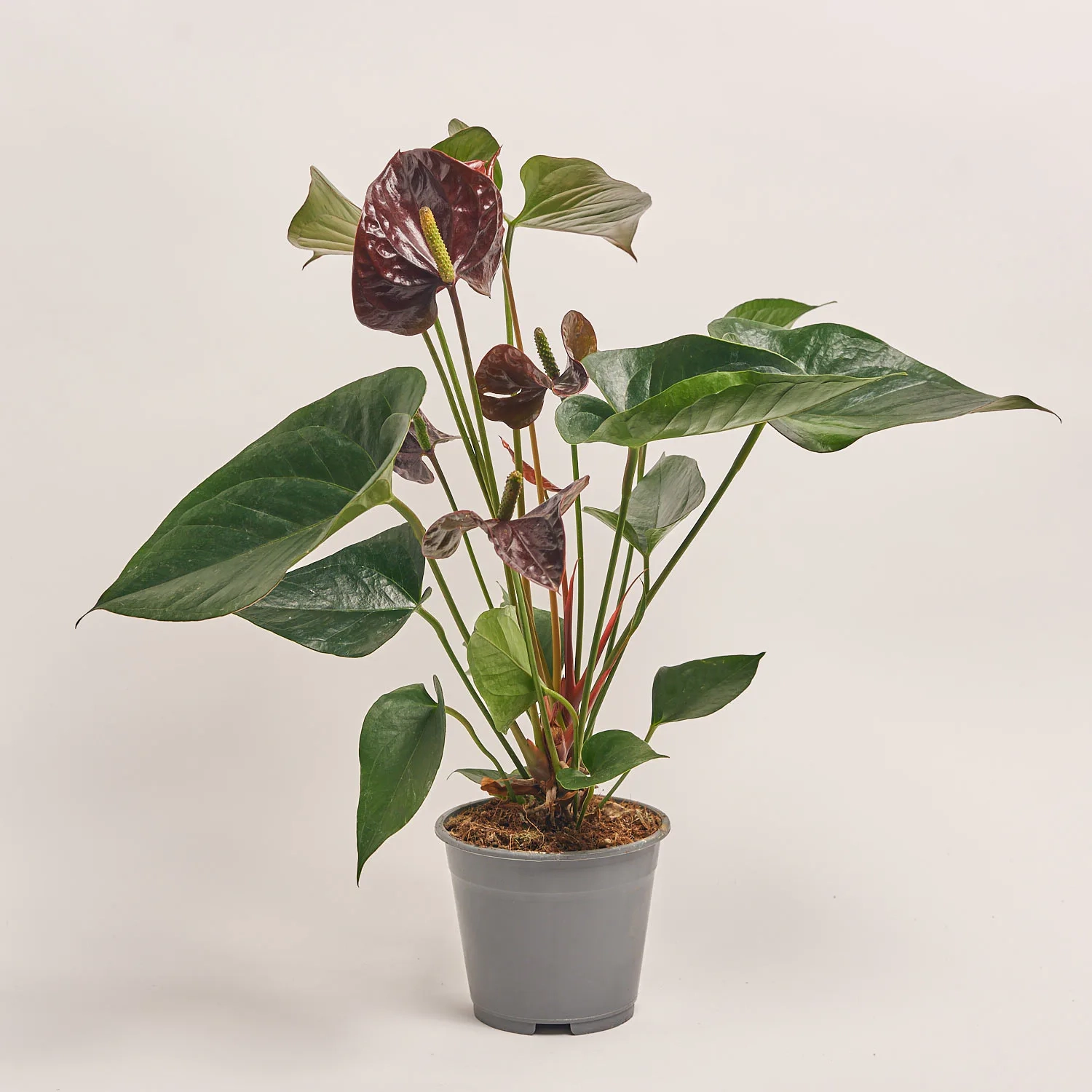 Зображення товару Антуріум мікс, артикул: 1174