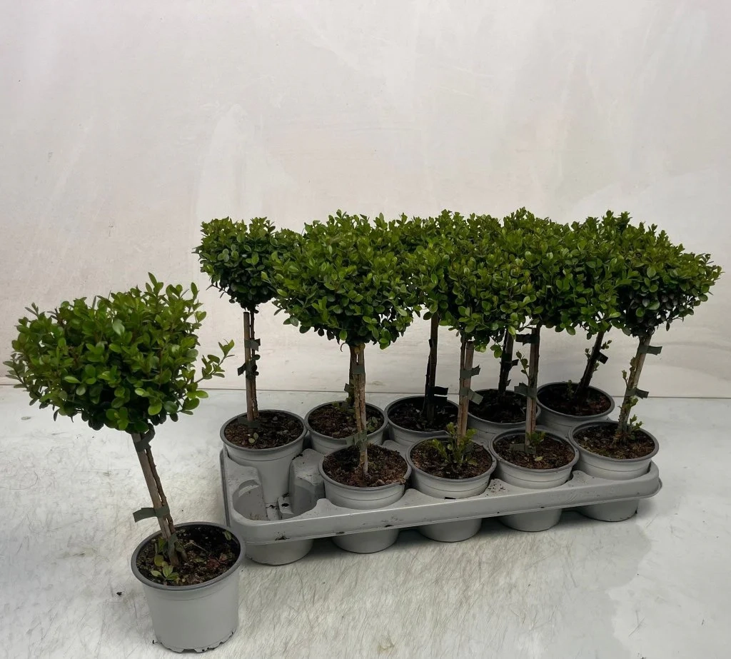 Зображення товару Мірсіна Африкана штамб., артикул: 56895