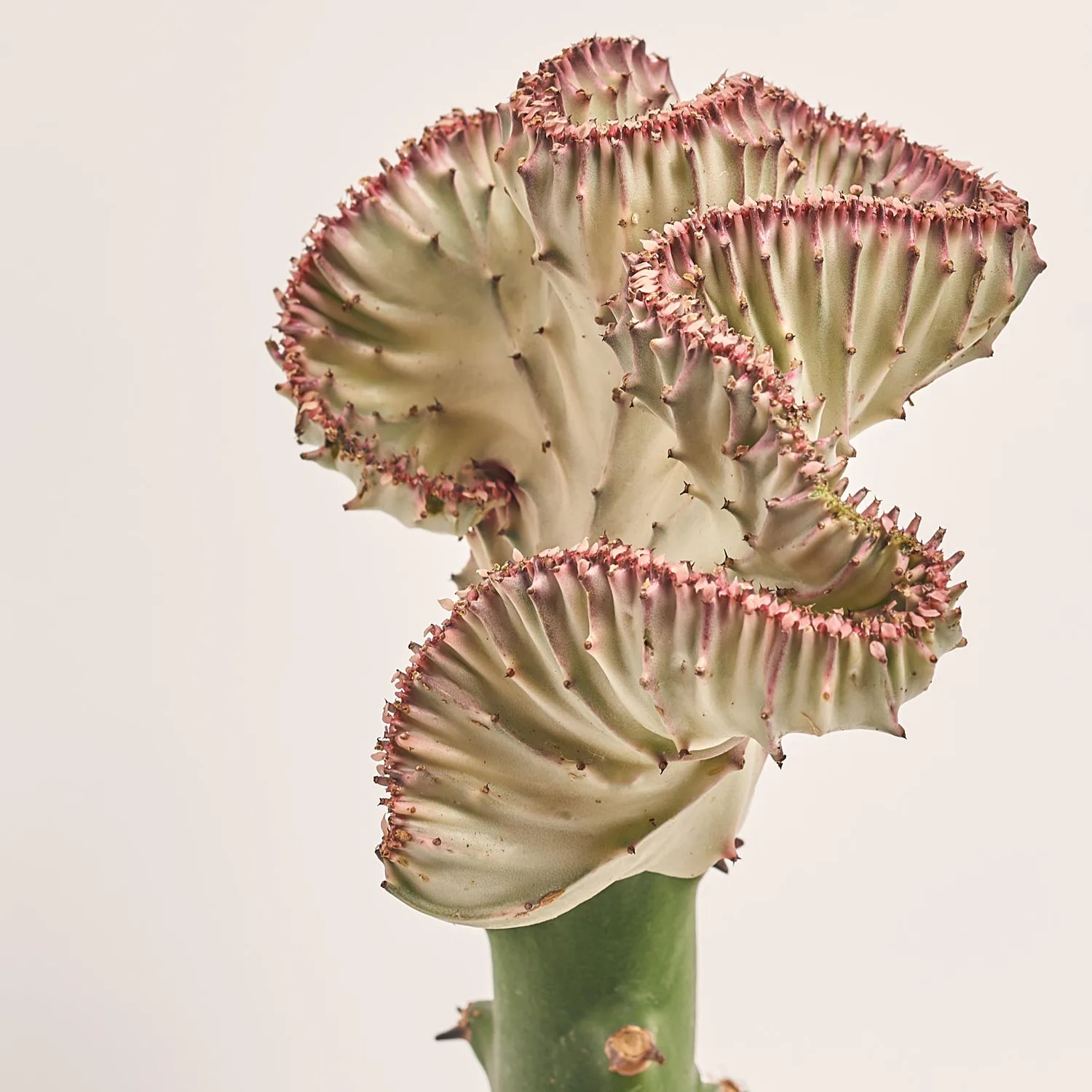 Еуфорбія Лактея Крістата мікс, артикул: 38844 Зображення товару Еуфорбія Лактея Крістата мікс, артикул: 38844