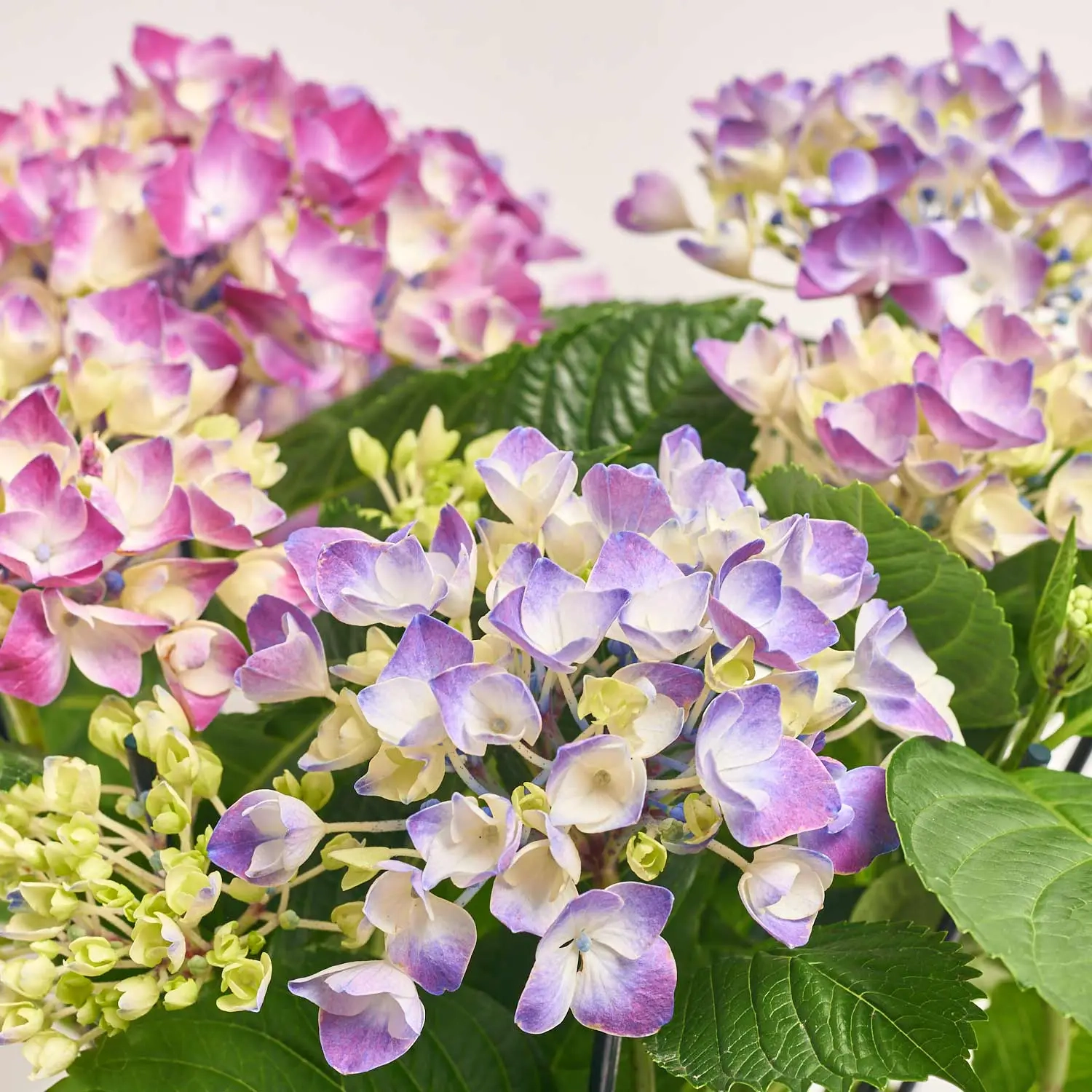 Гортензія фіолетова 7ст., артикул: 14632 Зображення товару Гортензія фіолетова 7ст., артикул: 14632