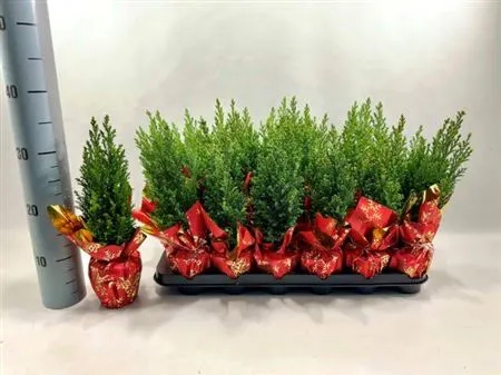 Кипарис Елвуді Декор, артикул: 54363 Зображення товару Кипарис Елвуді Декор, артикул: 54363