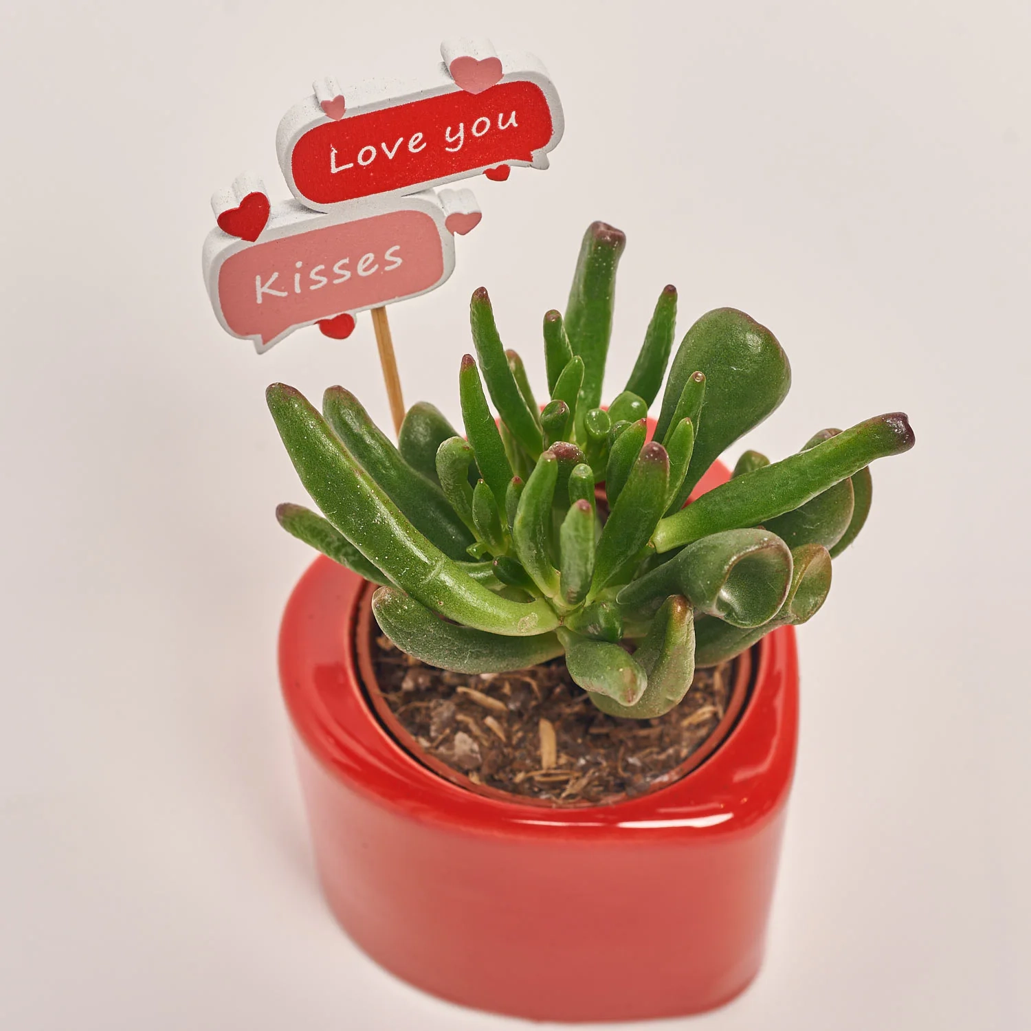 Зображення товару Сукулент мікс "Серце", артикул: 55439