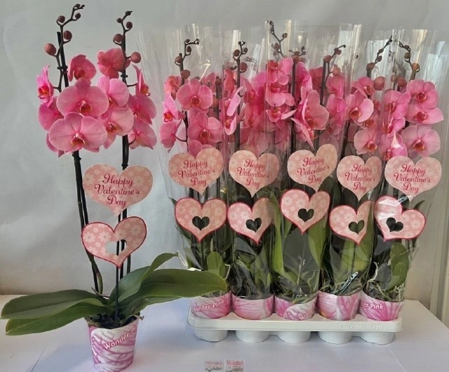 Зображення товару Фаленопсис фарб. 2ст. рожевий, артикул: 57688