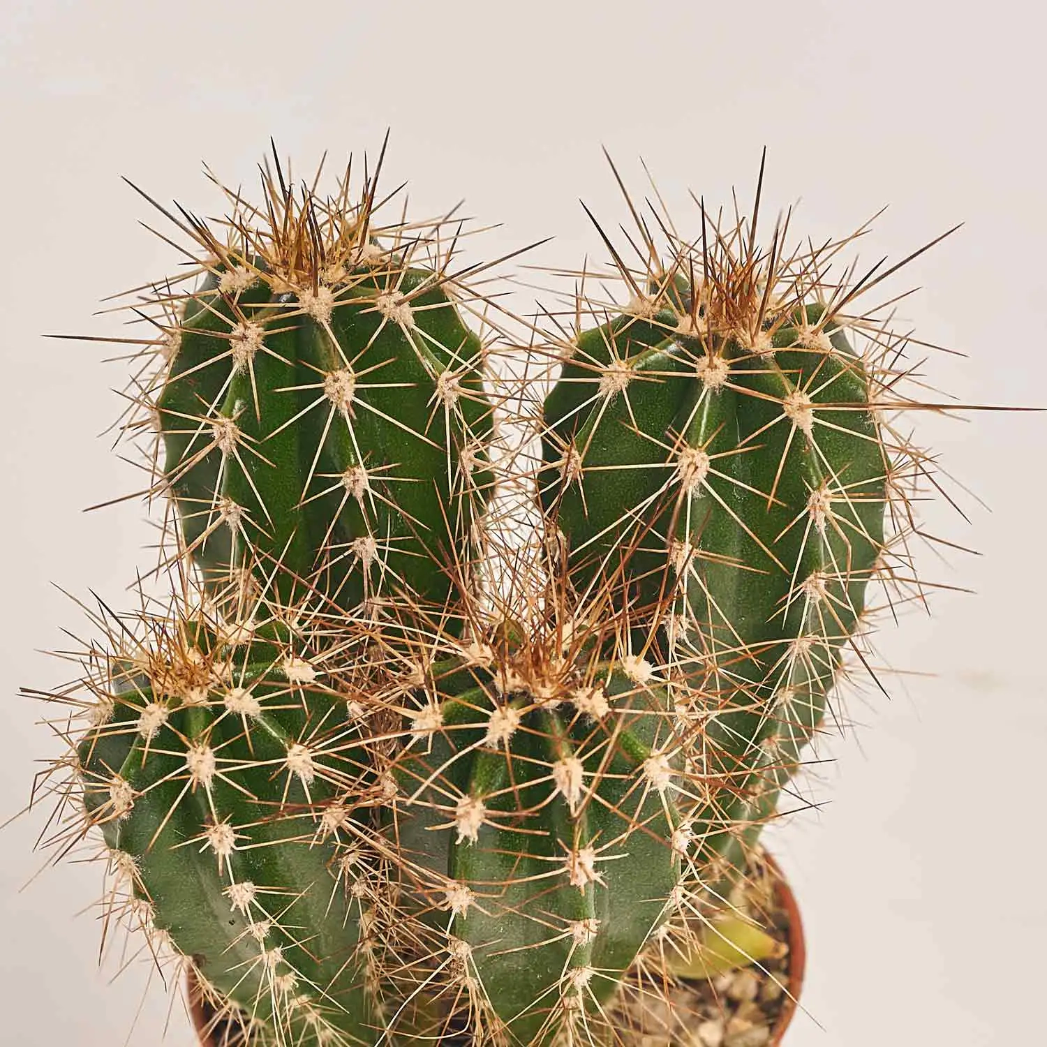 Зображення товару Кактус мікс, артикул: 53330