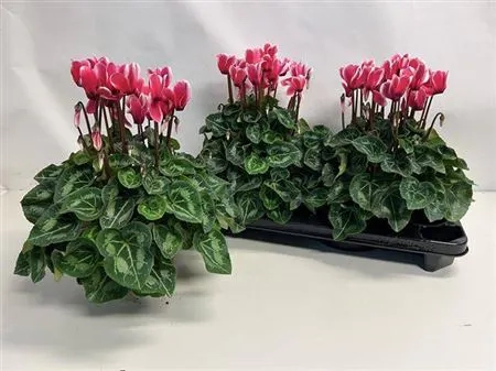 Зображення товару Цикламен XL біколор, артикул: 53199