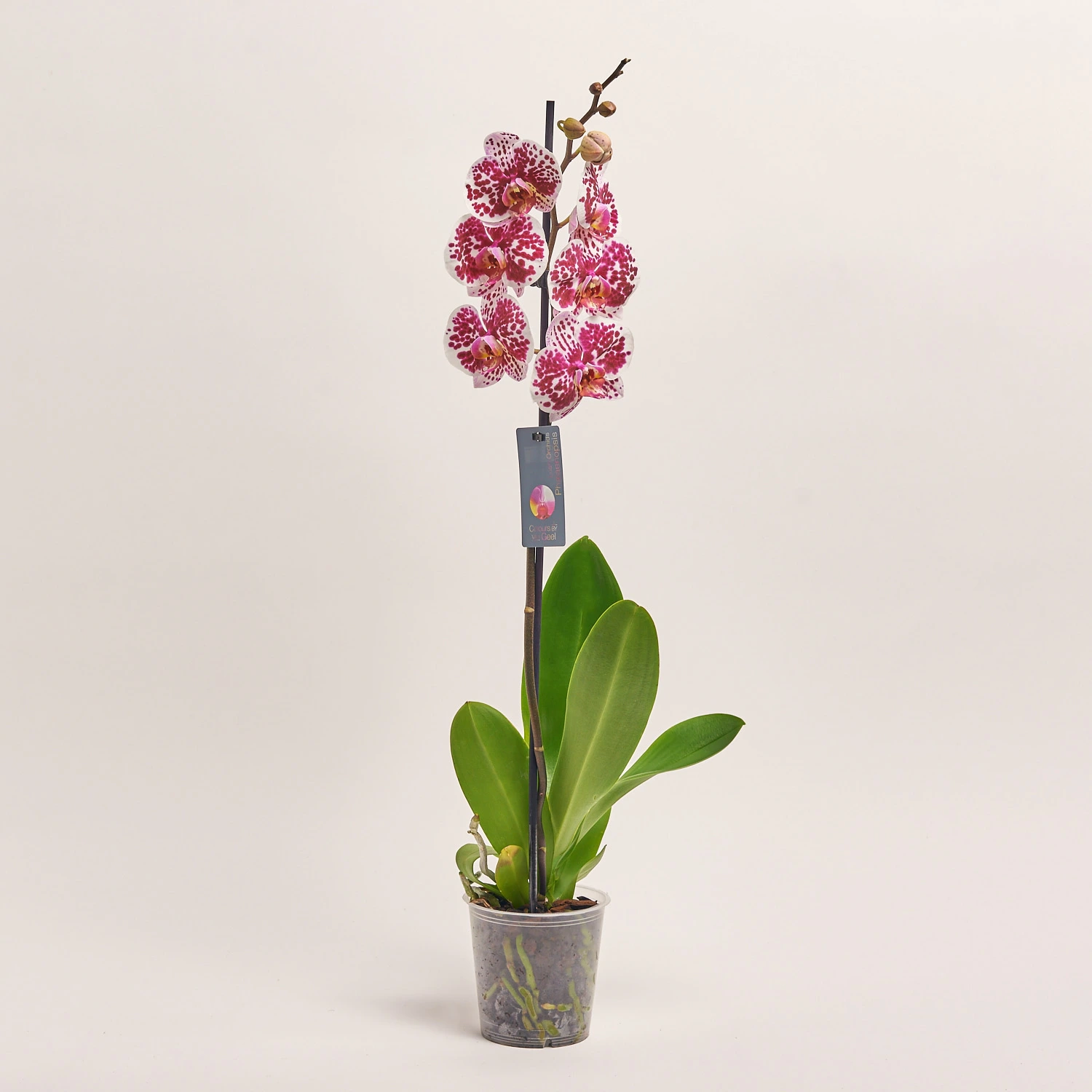 Фаленопсис 1ст. мікс, артикул: 49935 Зображення товару Фаленопсис 1ст. мікс, артикул: 49935