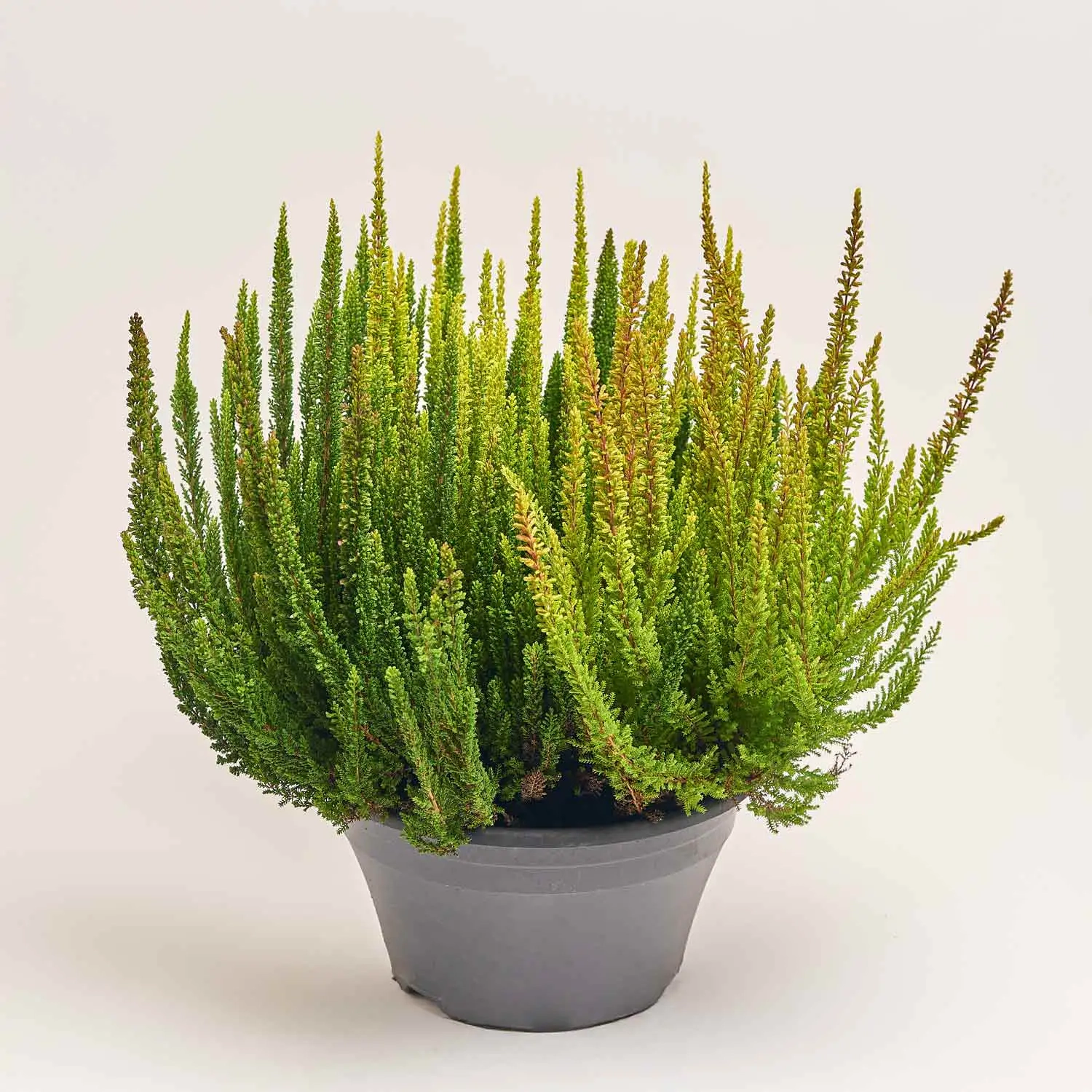 Калуна Скайфайв, артикул: 52521 Зображення товару Калуна Скайфайв, артикул: 52521