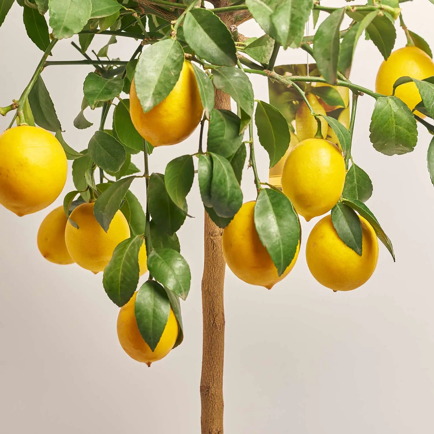 Зображення товару Цитрофортунелла Лимон Майера, артикул: 53912