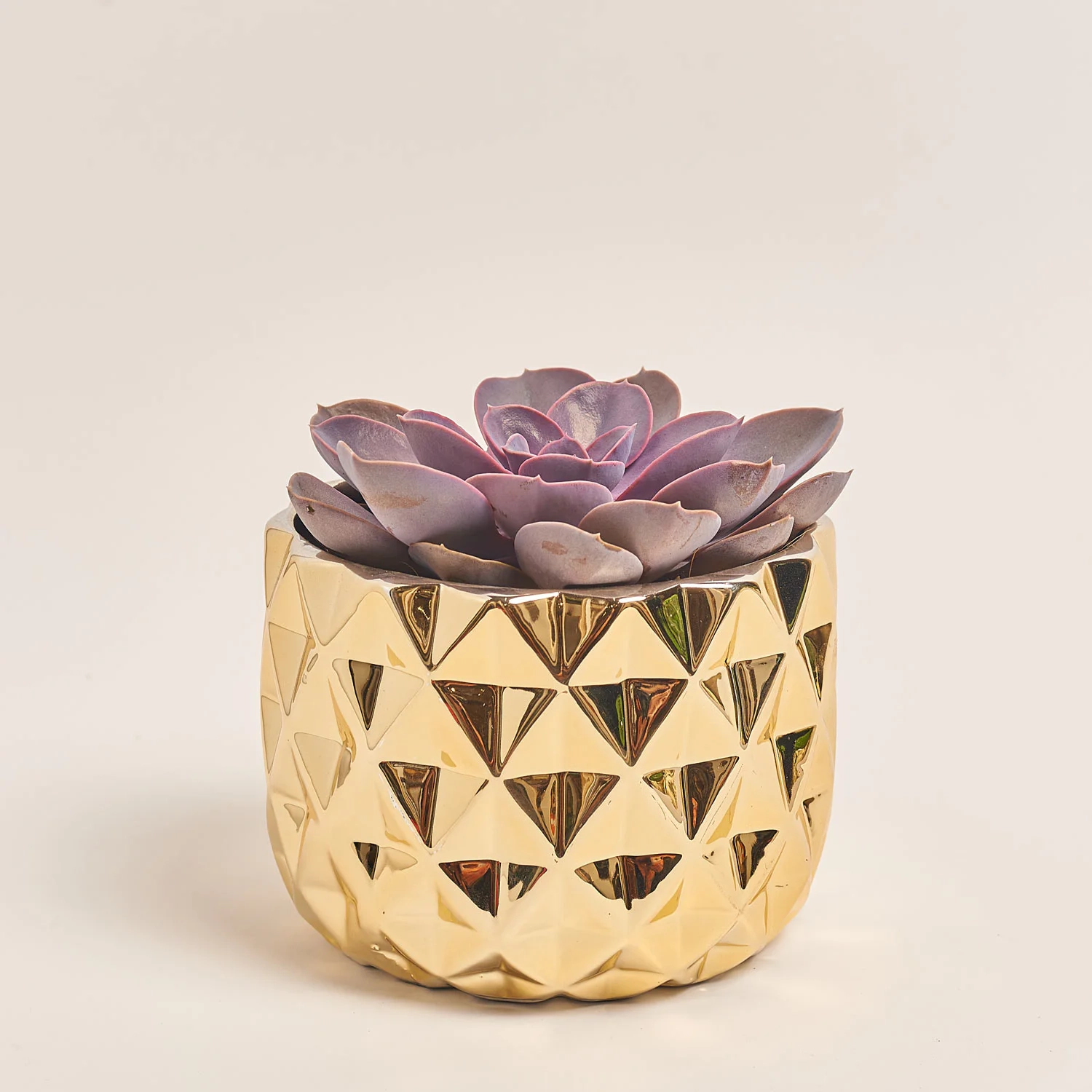 Зображення товару Сукулент мікс, артикул: 41177