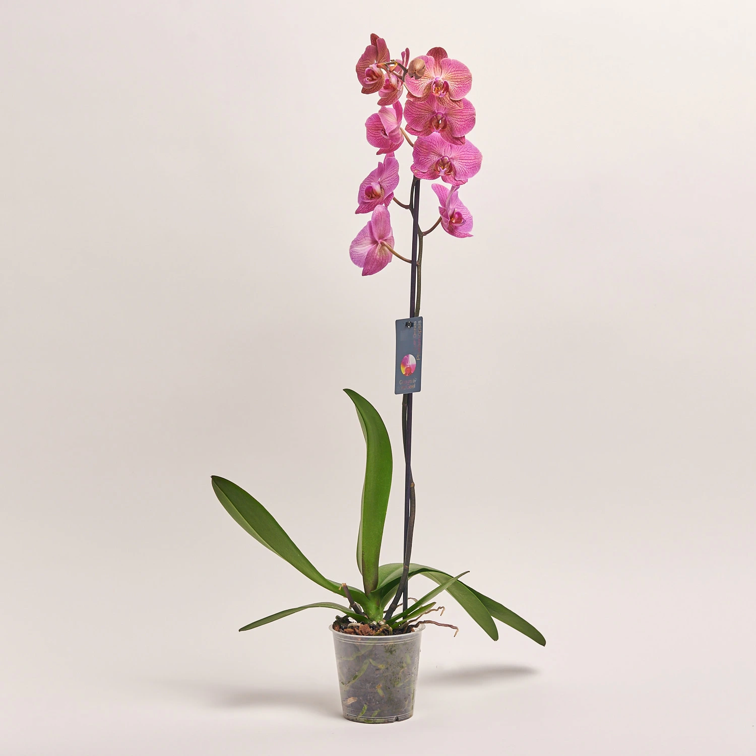 Фаленопсис 1ст. мікс, артикул: 18850 Зображення товару Фаленопсис 1ст. мікс, артикул: 18850