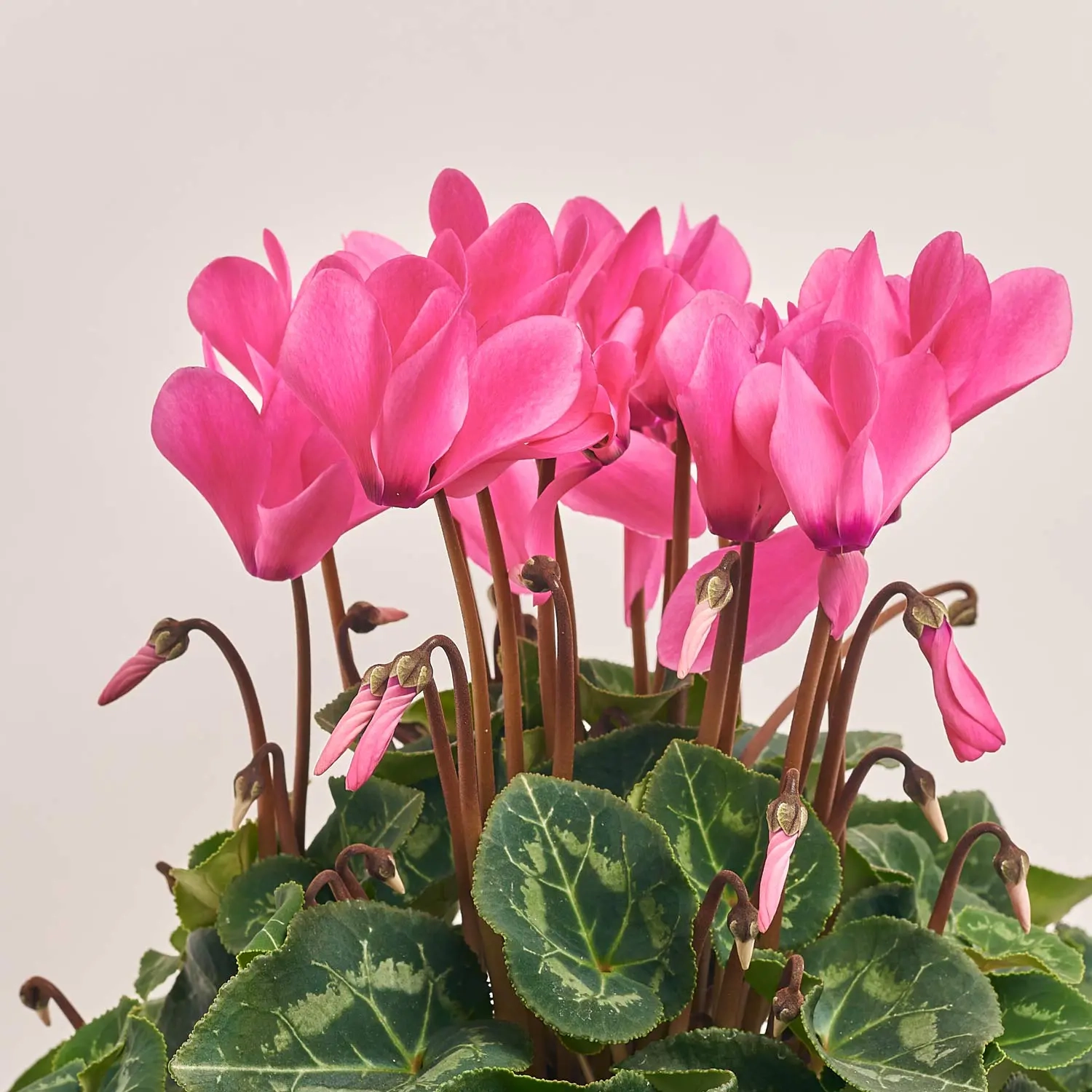 Зображення товару Цикламен XL рожевий, артикул: 53198