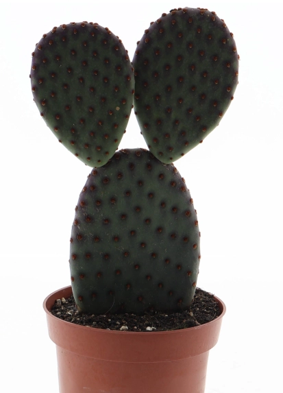 Зображення товару Опунція Мікродазіс Індіго, артикул: 57014