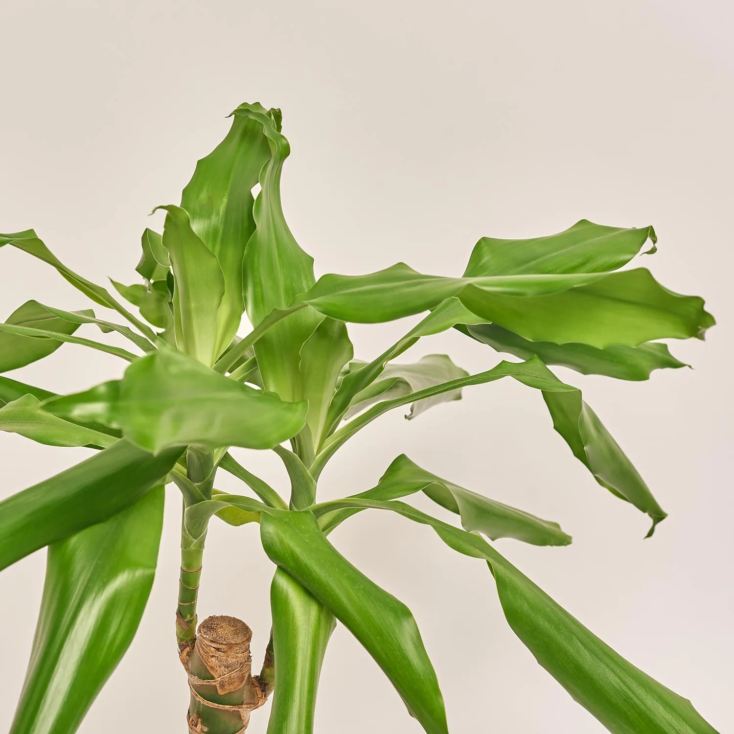 Драцена Фраг Стеуднері 1ст., артикул: 1349 Зображення товару Драцена Фраг Стеуднері 1ст., артикул: 1349