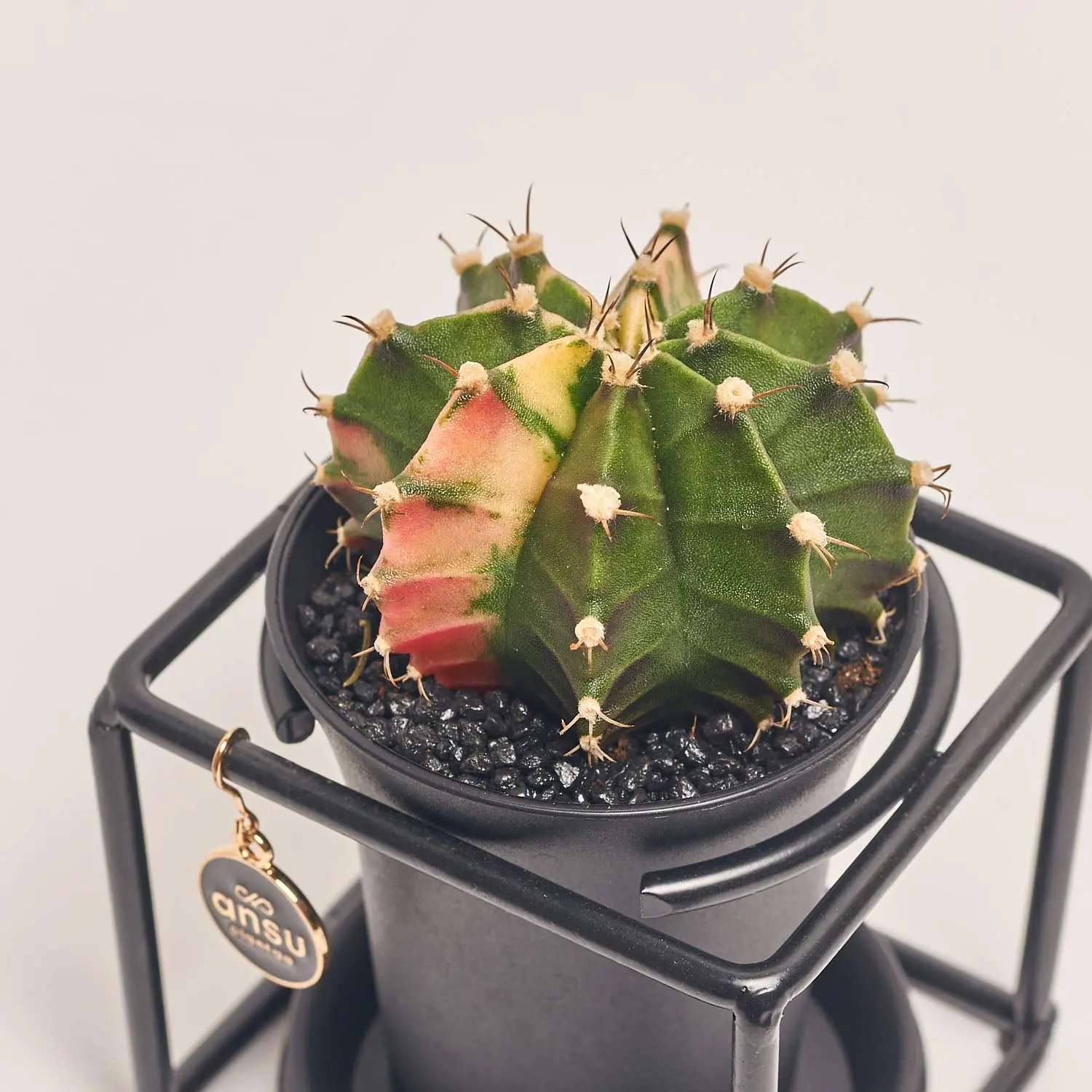 Зображення товару Гімнокаліциум Варієгатний "Дизайн Флейм" в метал. рамці, артикул: 54802