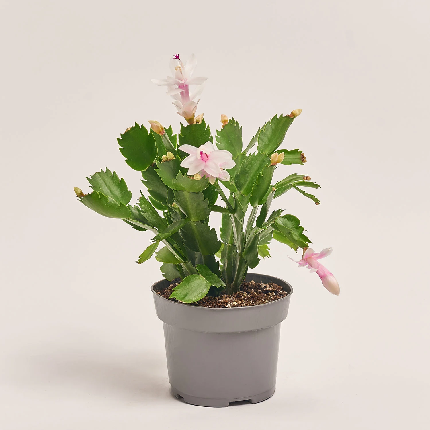 Шлюмбергера мікс, артикул: 1309 Зображення товару Шлюмбергера мікс, артикул: 1309