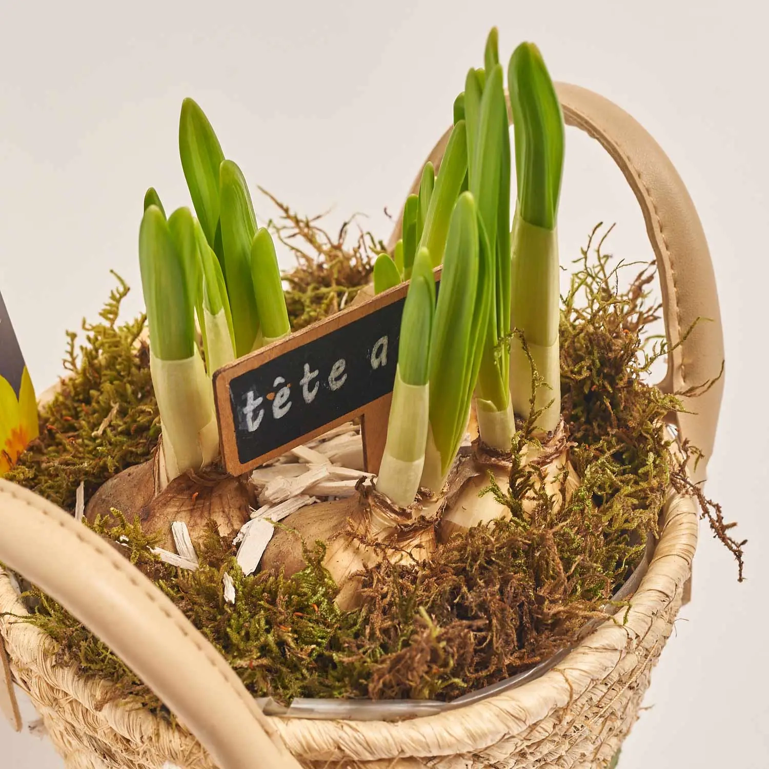 Зображення товару Нарцис Тет-а-Тет у плет. кашпо, артикул: 55239